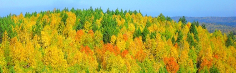 Баннер с лиственным лесом