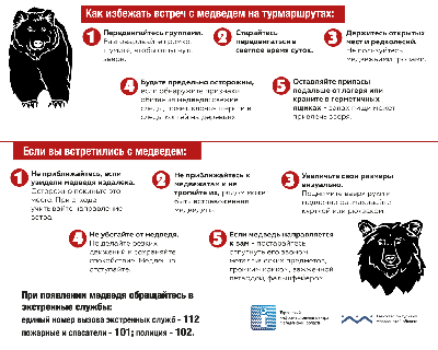Как избежать встреч с медведем на турмаршрутах