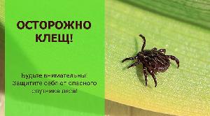 Эпидемиологический сезон по клещевым инфекциям 2024 года на территории города Усолье-Сибирское и Усольского района